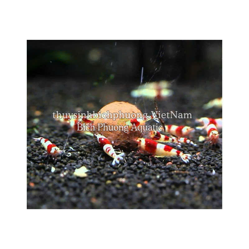 ADA BACTER BALL - VI SINH VIÊN NÉN