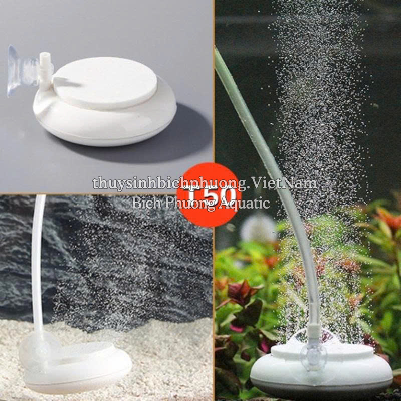 ĐĨA SỦI OXY SIÊU MỊN T50 / T100