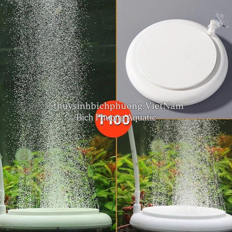 ĐĨA SỦI OXY SIÊU MỊN T50 / T100