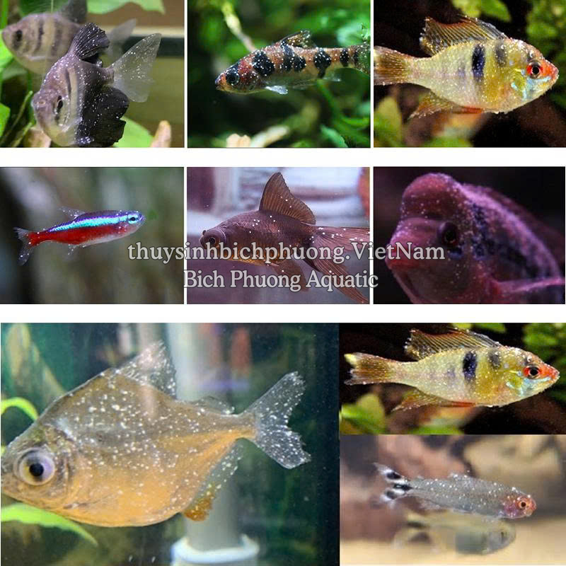 BIO KNOCK 1 2 3 4 – HỖ TRỢ CHĂM SÓC CÁ CẢNH (THÁI LAN)