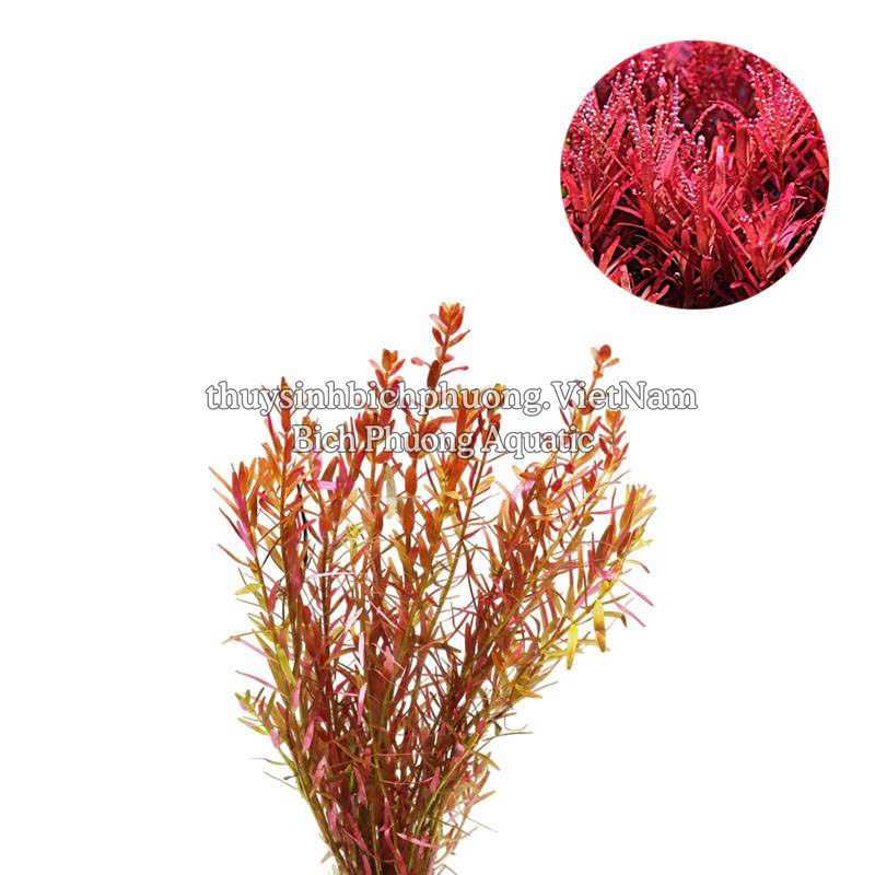 ROTALA H’RA (VẨY ỐC ĐỎ CAM) - CÂY THỦY SINH