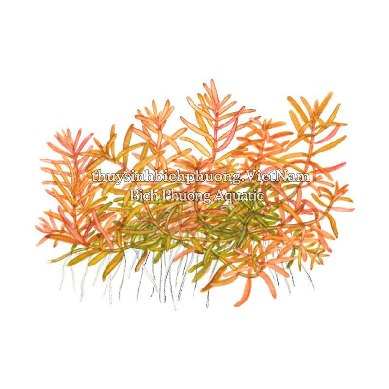 ROTALA H’RA (VẨY ỐC ĐỎ CAM) - CÂY THỦY SINH