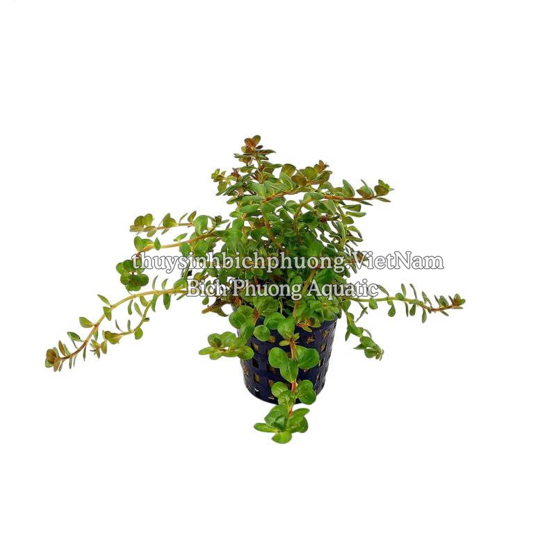 ROTALA COLORATA (VẨY ỐC ĐỎ HỒNG) - CÂY THỦY SINH
