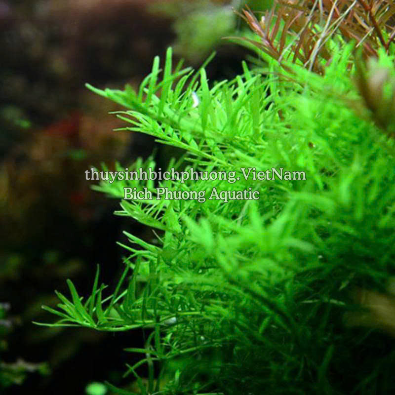 ROTALA SP GREEN (VẨY ỐC XANH BÒ) - CÂY THỦY SINH