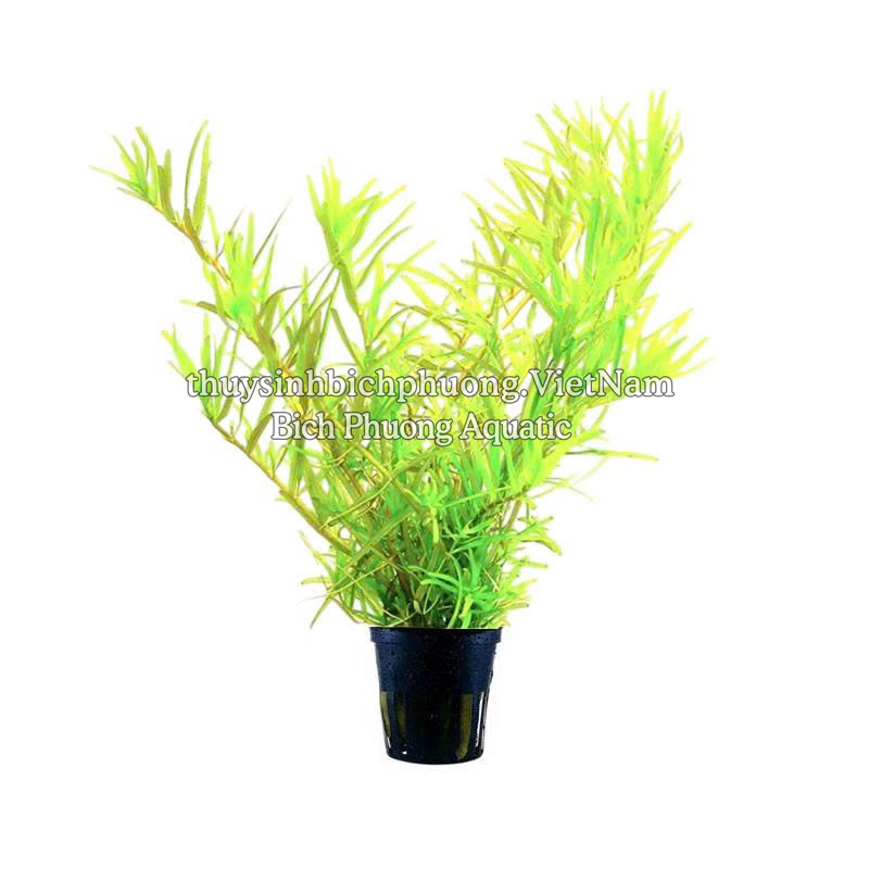 ROTALA SP GREEN (VẨY ỐC XANH BÒ) - CÂY THỦY SINH