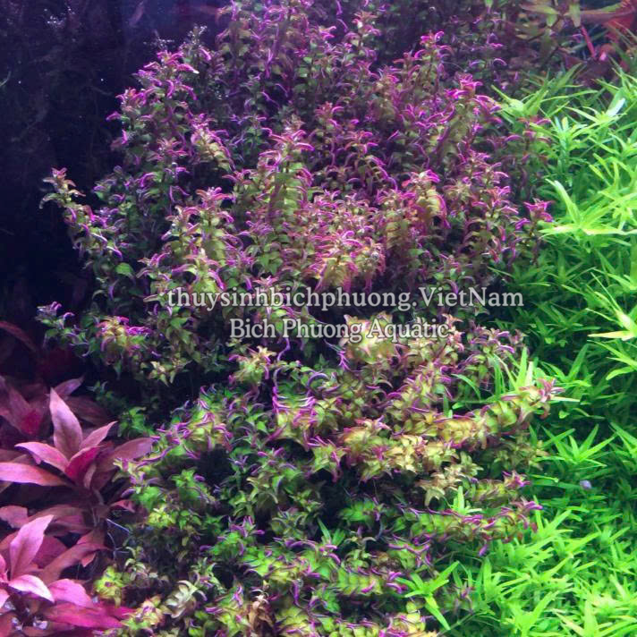 ROTALA PEARL (VẨY ỐC NGỌC TRAI) - CÂY THỦY SINH