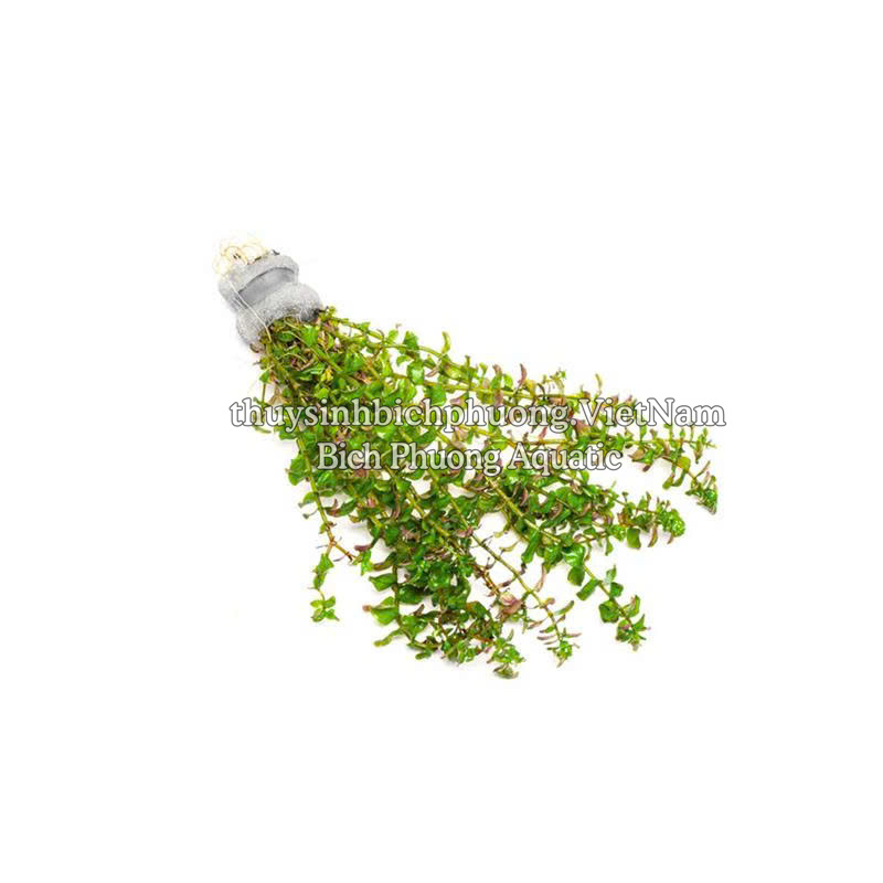 ROTALA PEARL (VẨY ỐC NGỌC TRAI) - CÂY THỦY SINH