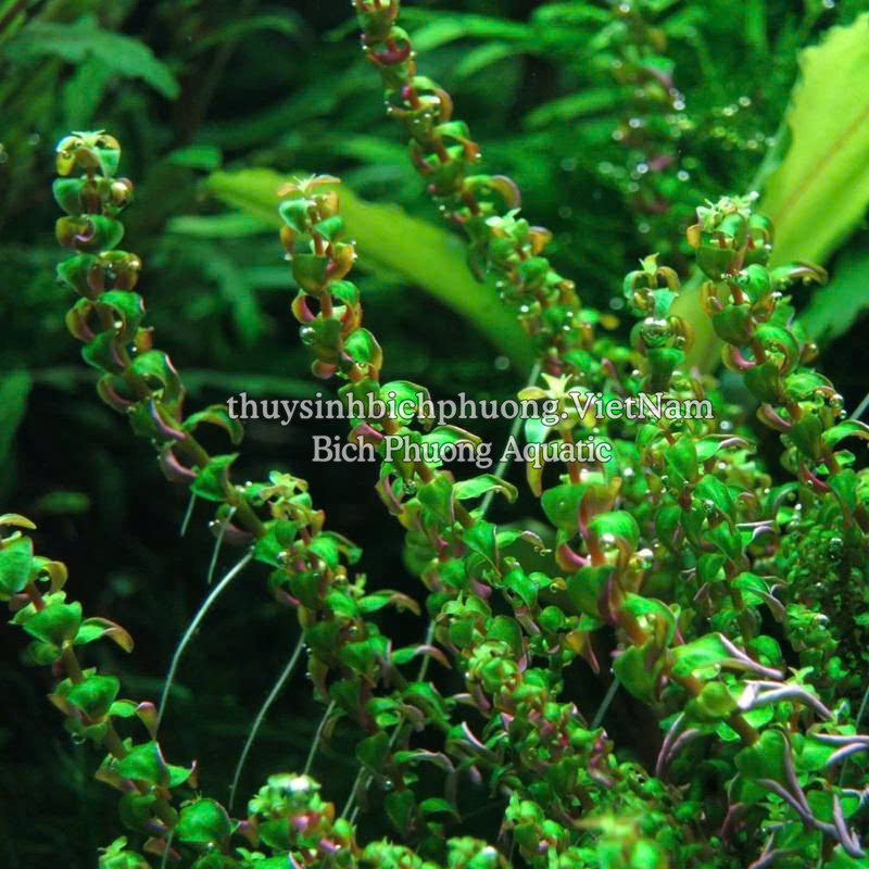 ROTALA PEARL (VẨY ỐC NGỌC TRAI) - CÂY THỦY SINH