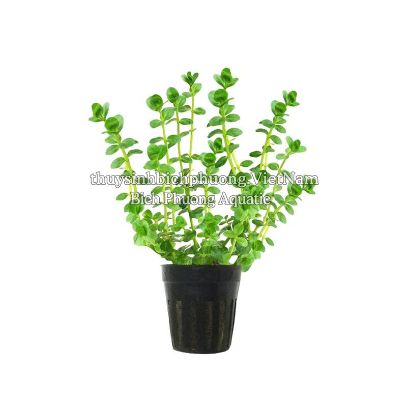 ROTALA SP GREEN (VẨY ỐC XANH BÒ) - CÂY THỦY SINH