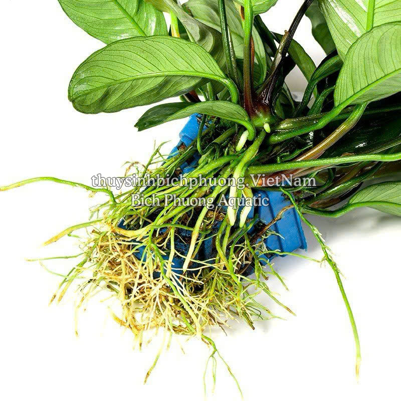 RÁY CAFE | TRẦU BÀ CÀ PHÊ | ANUBIAS BARTERI VAR. COFFEEFOLIA - CÂY THỦY SINH