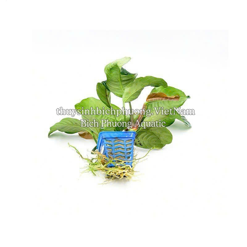 RÁY CAFE | TRẦU BÀ CÀ PHÊ | ANUBIAS BARTERI VAR. COFFEEFOLIA - CÂY THỦY SINH