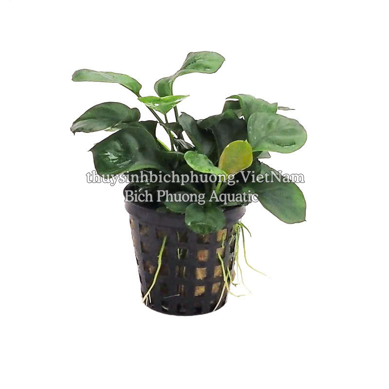 RÁY LÁ TRÒN MINI| ANUBIAS BARTERRI VAR.NANA MINI COIN - CÂY THỦY SINH