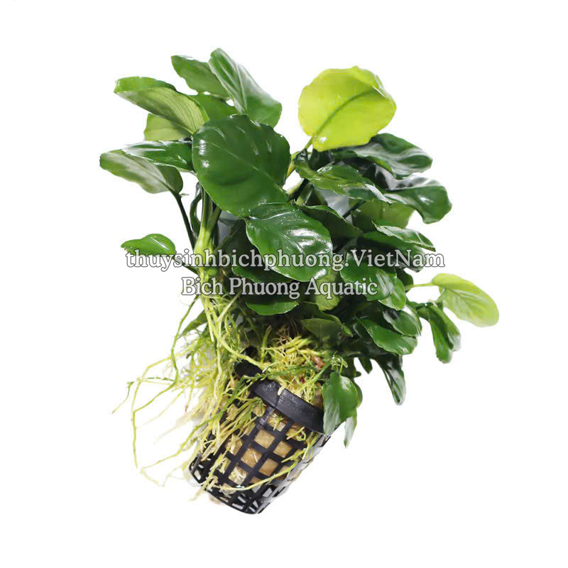 RÁY LÁ TRÒN | ANUBIAS BARTERRI VAR.NANA COIN - CÂY THỦY SINH