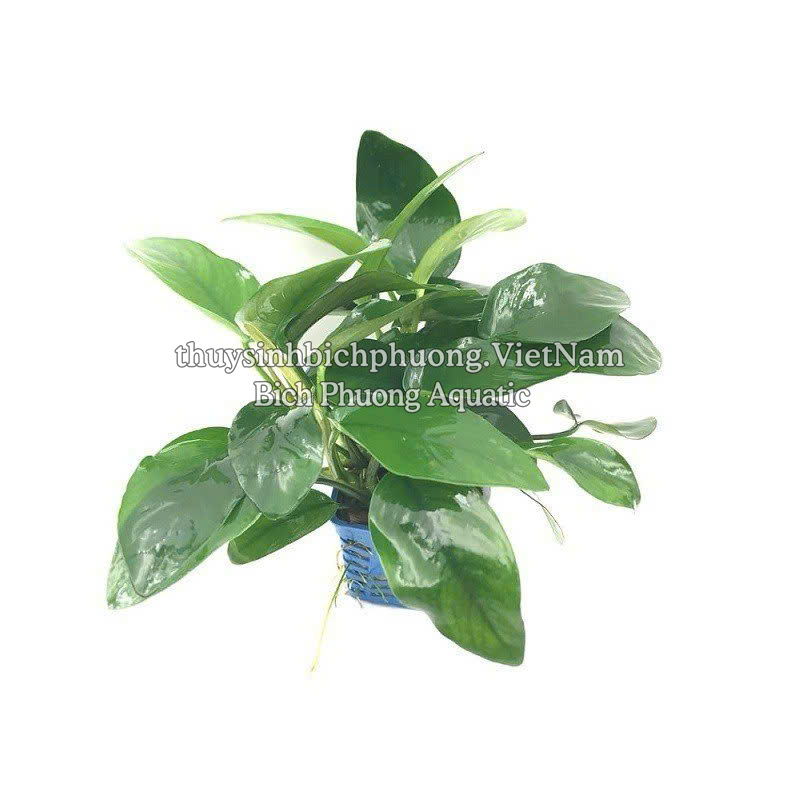 RÁY LÁ HOA | ANUBIAS NANA FLOWER - CÂY THỦY SINH
