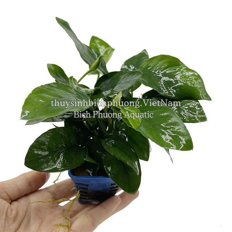 RÁY LÁ HOA | ANUBIAS NANA FLOWER - CÂY THỦY SINH
