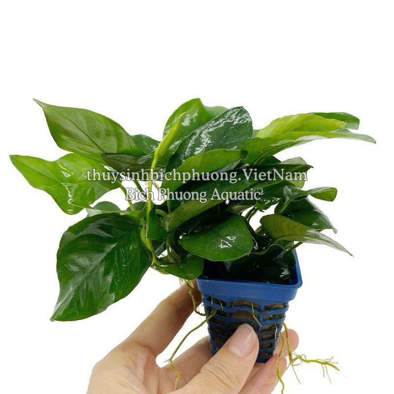 RÁY LÁ HOA | ANUBIAS NANA FLOWER - CÂY THỦY SINH