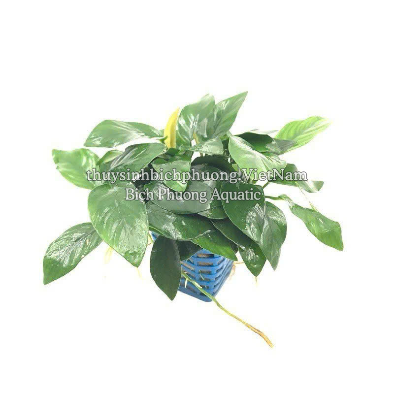 RÁY LÁ HOA | ANUBIAS NANA FLOWER - CÂY THỦY SINH