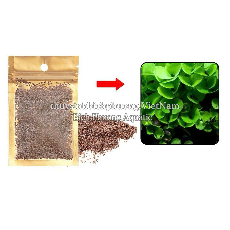 HẠT TRÂN CHÂU NGỌC TRAI - HẠT MẦM THỦY SINH