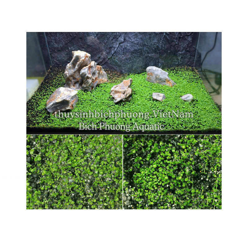 HẠT TRÂN CHÂU NGỌC TRAI - HẠT MẦM THỦY SINH