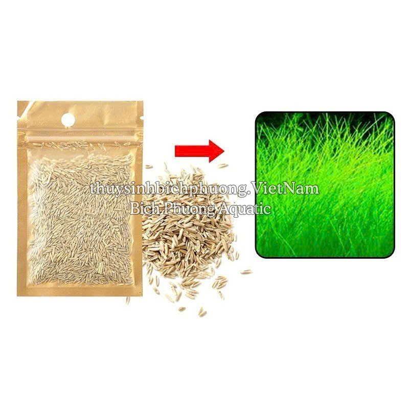 HẠT GIỐNG NGƯU MAO CHIÊN - HẠT MẦM THỦY SINH