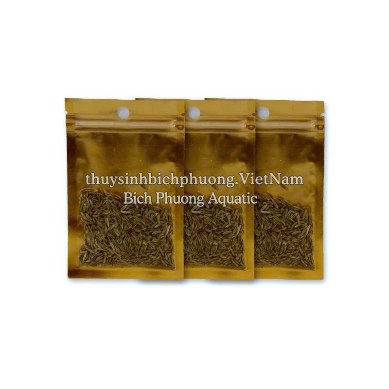 HẠT GIỐNG NGƯU MAO CHIÊN - HẠT MẦM THỦY SINH