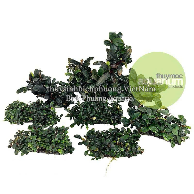 NAPAD ĐEN  - GIÁ THỂ TRỒNG CÂY