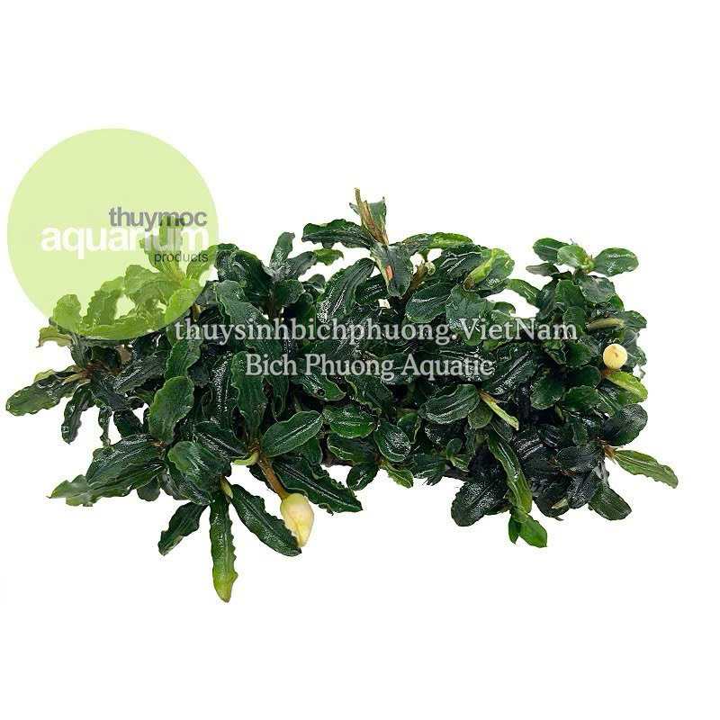 NAPAD NÂU - GIÁ THỂ TRỒNG CÂY