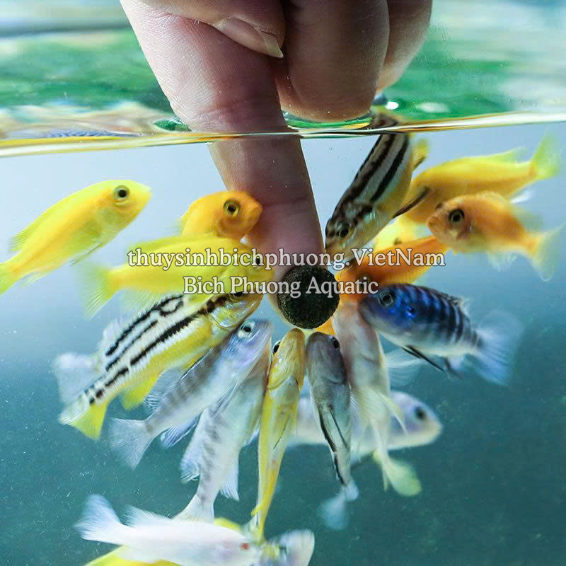 SUNSUN SMALL FISH SPECIAL SL-14 - THỨC ĂN VIÊN DÁN CHO CÁ