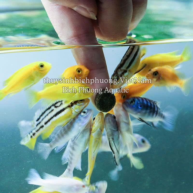 SUNSUN SMALL FISH SPECIAL SL-141 - THỨC ĂN VIÊN DÁN CHO CÁ