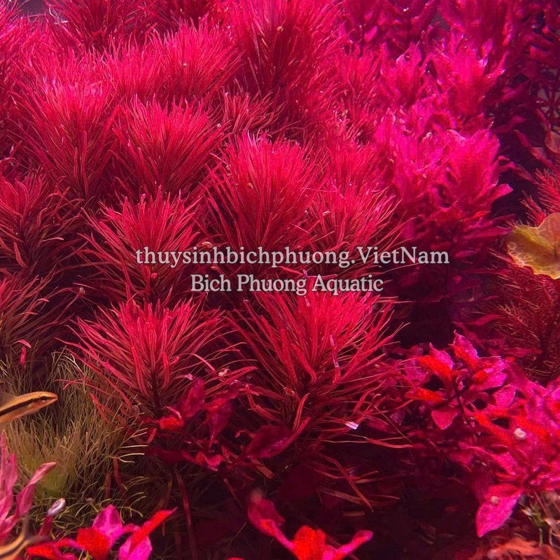 AQUABASE NUPHAR - CỐT NỀN THỦY SINH