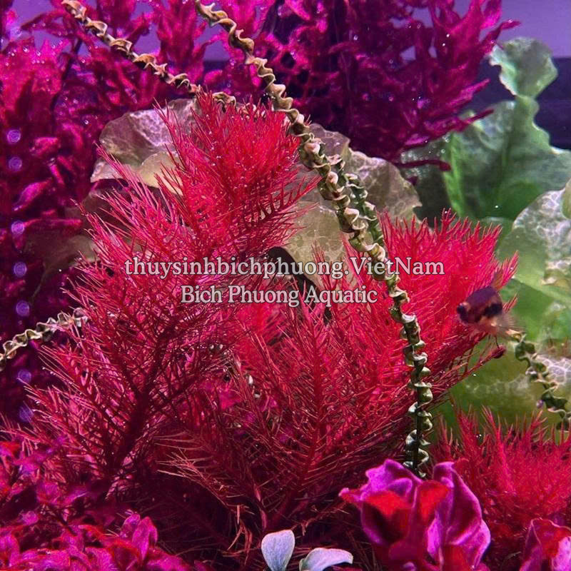 AQUA-NUPHAR - NỀN TRỘN, NỀN CỐT THỦY SINH