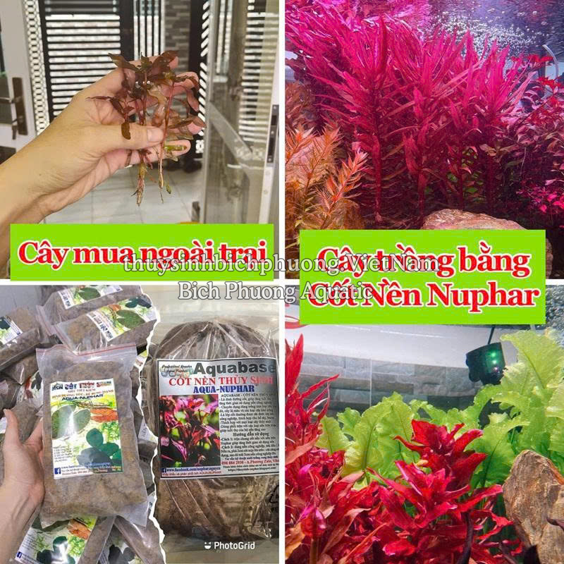 AQUA-NUPHAR - NỀN TRỘN, NỀN CỐT THỦY SINH