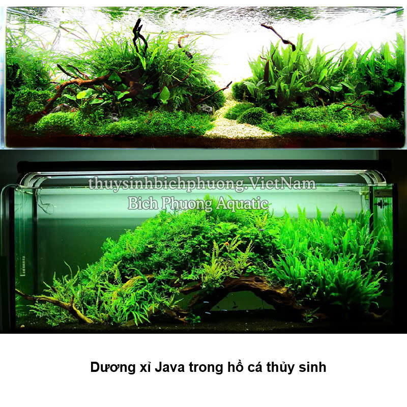 DƯƠNG XỈ JAVA | MICROSORUM PTEROPUS - CÂY THỦY SINH