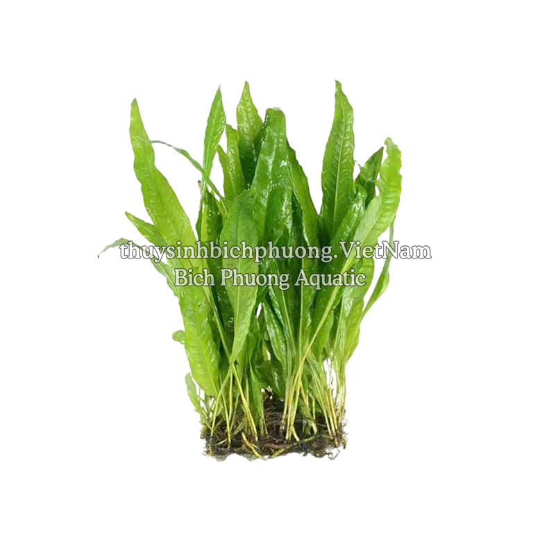 DƯƠNG XỈ JAVA | MICROSORUM PTEROPUS - CÂY THỦY SINH