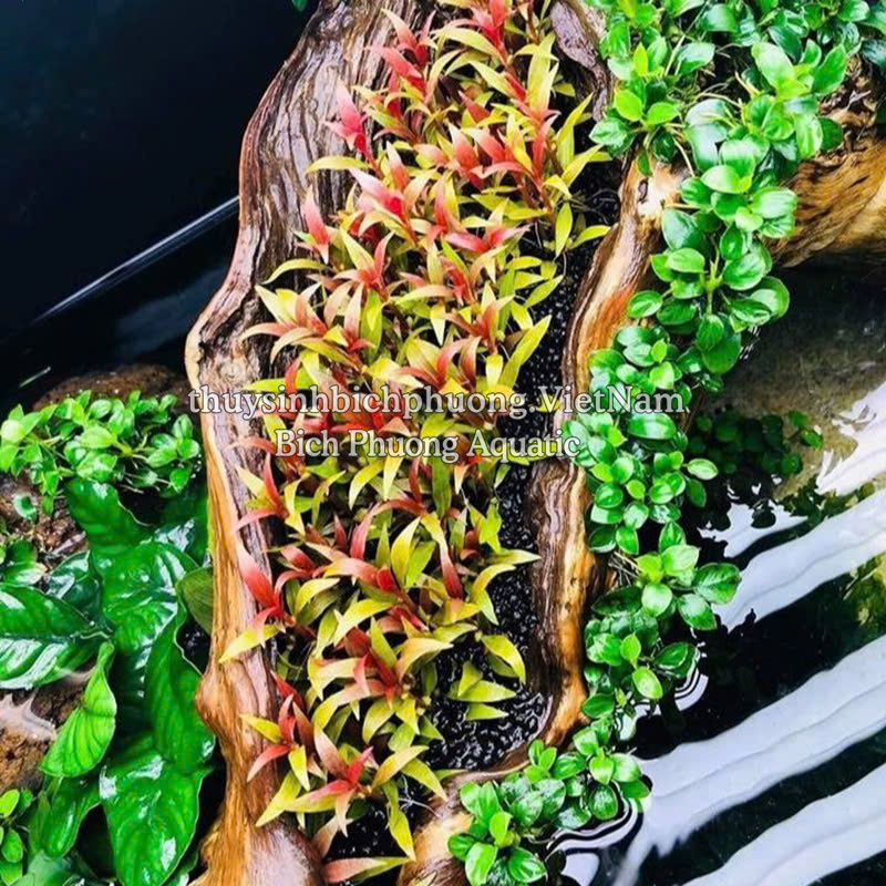 HUYẾT TÂM LAN MINI | ALTERNANTHERA REINECKII - CÂY THỦY SINH