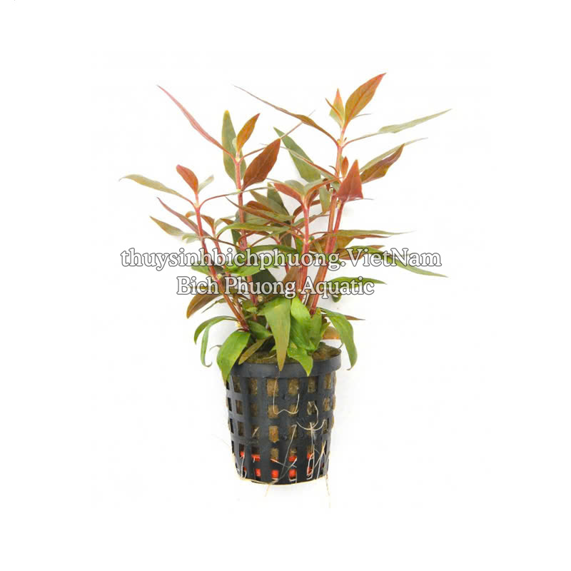 HUYẾT TÂM LAN MINI | ALTERNANTHERA REINECKII - CÂY THỦY SINH