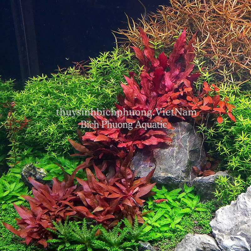 HUYẾT TÂM LAN MINI GÂN TRẮNG |  ALTERNANTHERA REINECKII 