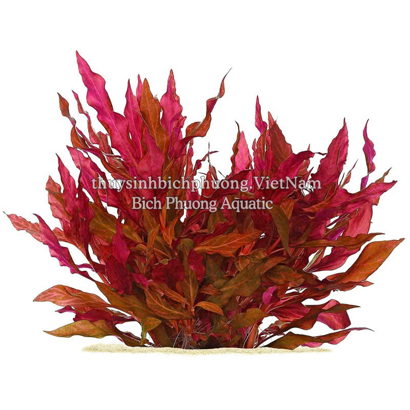 HUYẾT TÂM LAN MINI GÂN TRẮNG |  ALTERNANTHERA REINECKII 