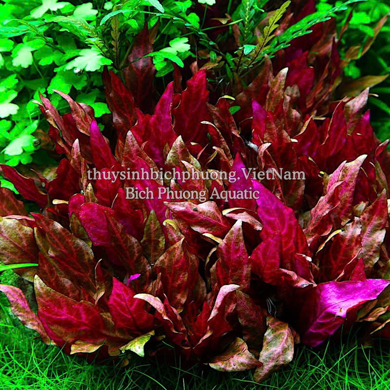 HUYẾT TÂM LAN MINI GÂN TRẮNG |  ALTERNANTHERA REINECKII 