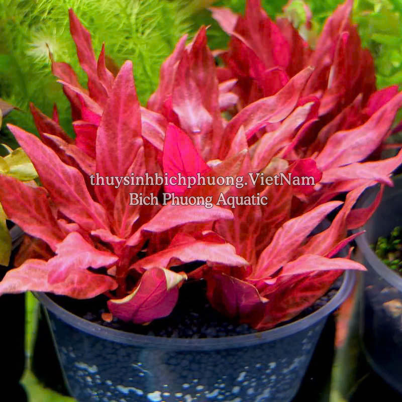 HUYẾT TÂM LAN MINI GÂN TRẮNG |  ALTERNANTHERA REINECKII 