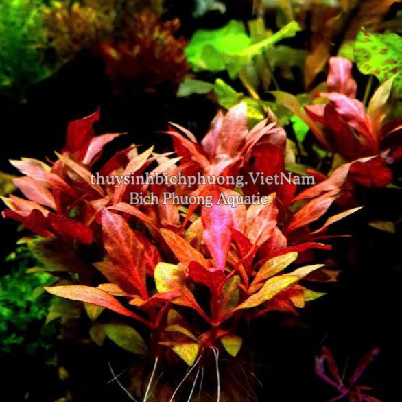 HUYẾT TÂM LAN MINI GÂN TRẮNG |  ALTERNANTHERA REINECKII 