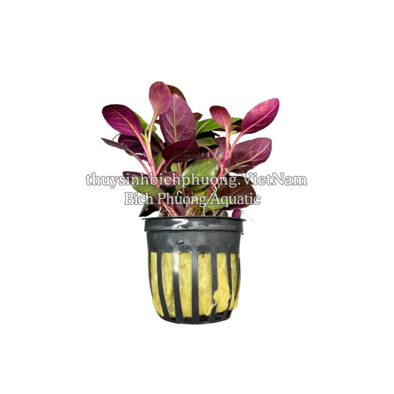 HỒNG BA TIÊU | LOBELIA CARDINALIS - CÂY THỦY SINH, BÁN CẠN