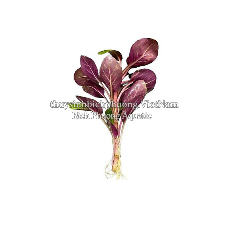 HỒNG BA TIÊU | LOBELIA CARDINALIS - CÂY THỦY SINH, BÁN CẠN