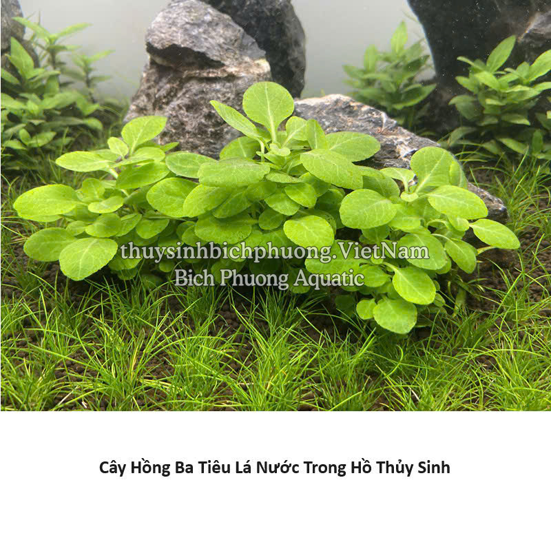 HỒNG BA TIÊU | LOBELIA CARDINALIS - CÂY THỦY SINH, BÁN CẠN