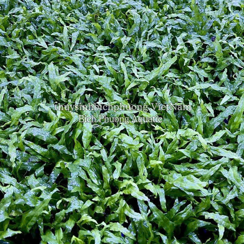 DƯƠNG XỈ MỸ NHÂN - CÂY THỦY SINH, BÁN CẠN