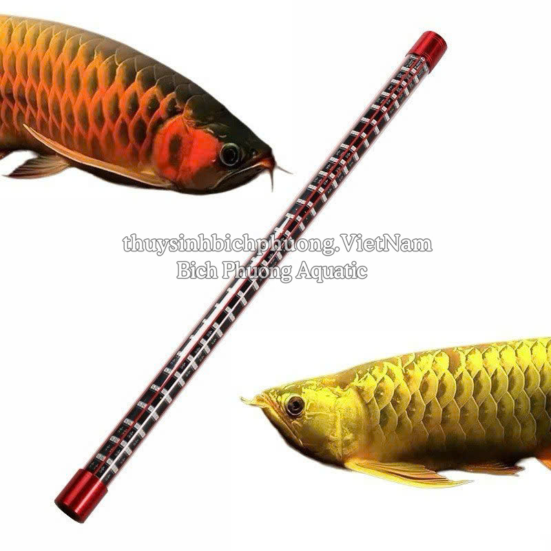 NO1 5D BELOS - ĐÈN LED TANNING CHO CÁ RỒNG ( HUYẾT LONG | KIM LONG)