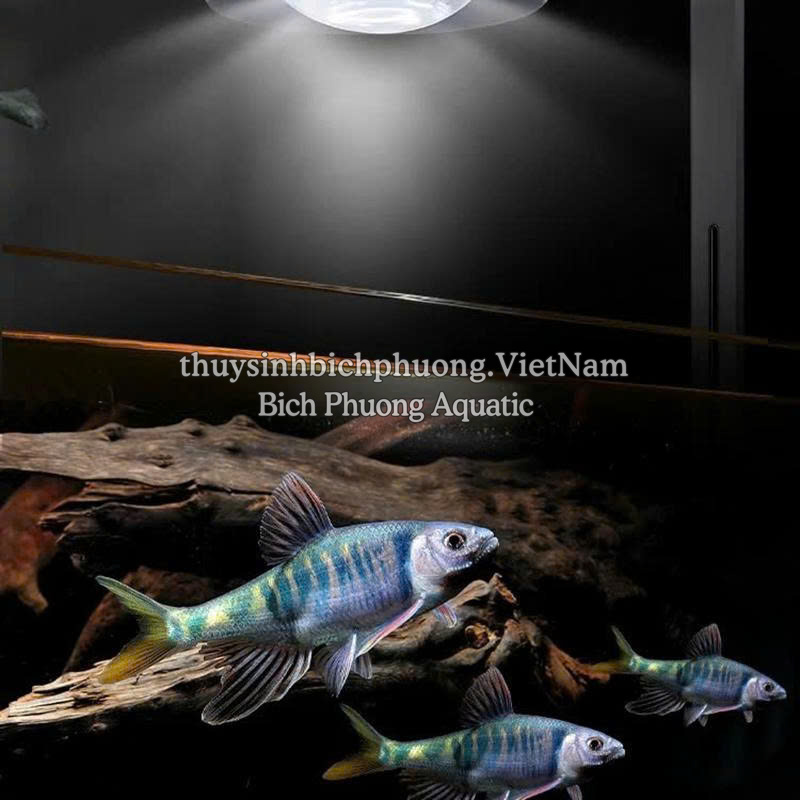 ĐÈN LED RỌI LOVE ECOLOGY WRGB  (APP)