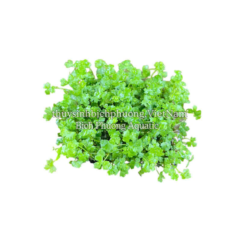 RAU MÁ HƯƠNG MINI (CHẬU NHỎ)  - CÂY THỦY SINH, BÁN CẠN