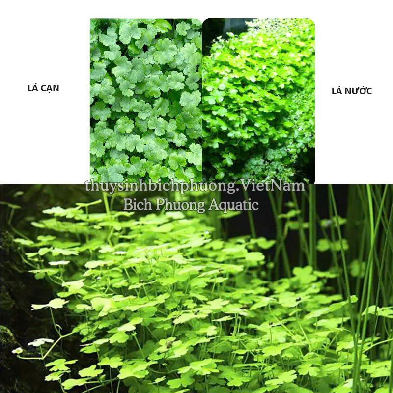 RAU MÁ HƯƠNG MINI (CHẬU NHỎ)  - CÂY THỦY SINH, BÁN CẠN