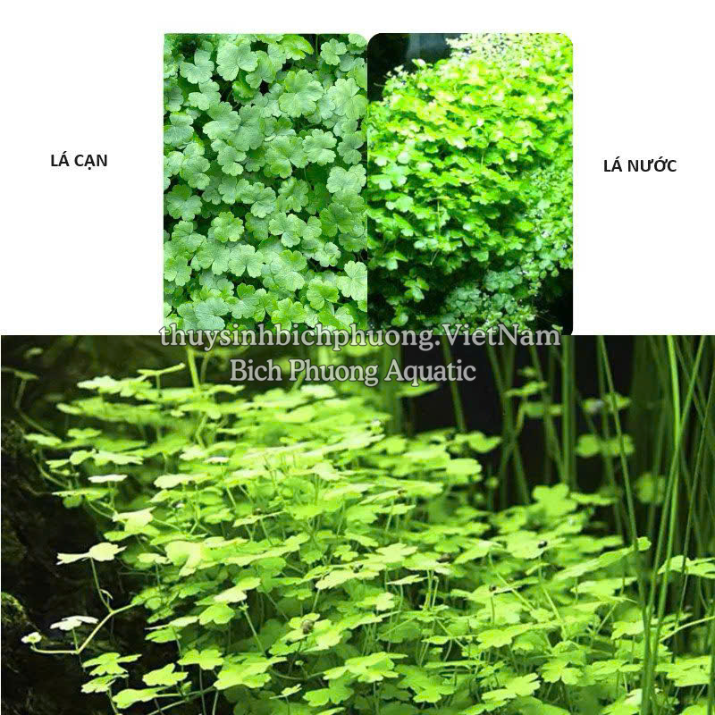 RAU MÁ HƯƠNG MINI (CHẬU TO)  - CÂY THỦY SINH, BÁN CẠN